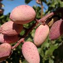 Fruto de pistacho. Variedad Kerman (4)